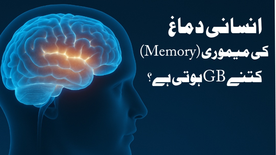 انسان کا دماغ کتنے جی بی GB کا ہوتا ہے ؟